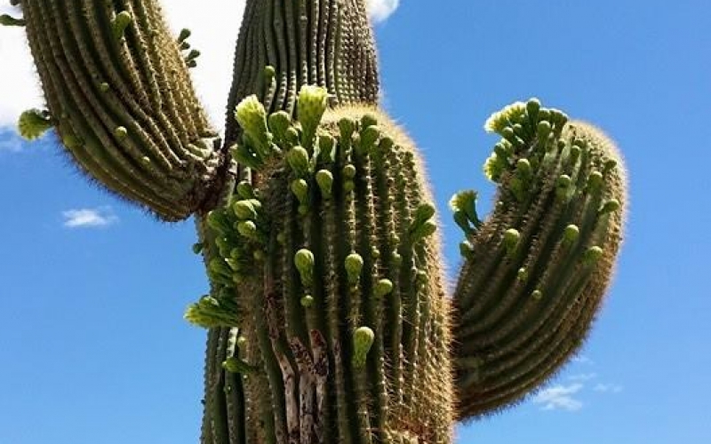 11161348_1073668462649887_2136415380782014420_n